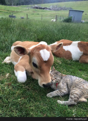 baby cow calf snuggles tabby cat who says I love moo pic cute meme ...