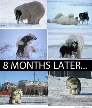 Polar bear and husky – 8 months later