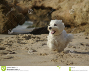 Runner Funny Rutger Hauer...