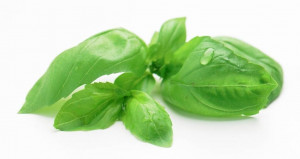 SOUTHERN FRESH FOODS FRESH BASIL
