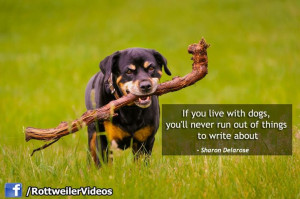 Pit Bull Dog Quote For Today #rottweiler