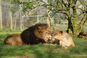 Lion And Lioness Love Quotes Lion and lioness photos