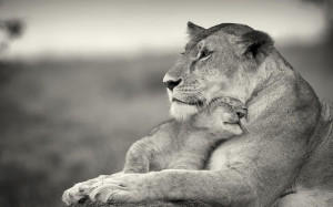 so cute lion cub an their mother, Wallpaper 1920 × 1200, click to ...