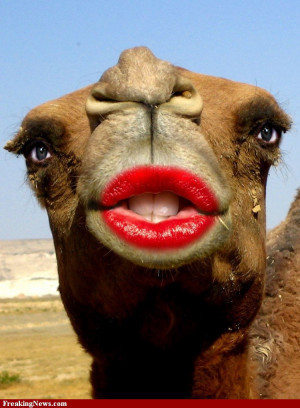 Camel-with-Beautiful-Lips-66943