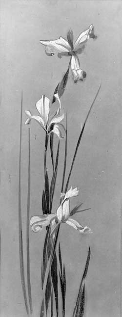 sarah ladd eyes of the earth courtesy of terry toedtemeier