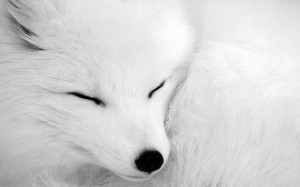 图片标签：白色,狐狸,狡猾,美丽,电脑桌面,壁纸