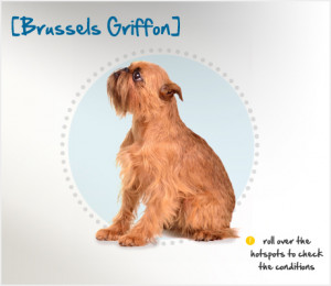 Brussels Griffon