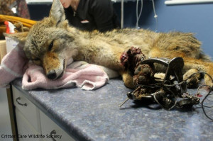 this coyote in Abbotsford. He was caught in a leg hold trap. The trap ...