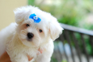 Description Maltese puppy blue bow.jpg
