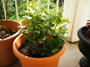 Blueberry, raspberry and blackberry plants (scuba steve) (San Antonio ...