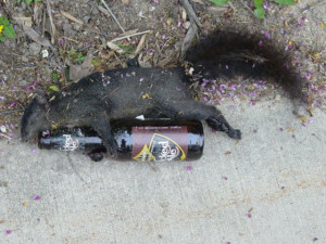 The real meaning of PARTY HARD. This squirrel partied too hard in a ...