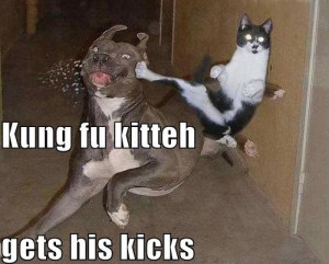 Kung Fu Kitteh