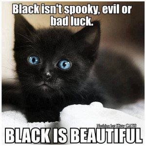 ... cats are the least adopted :( they're my favorites! ALL THE BLACK CATS