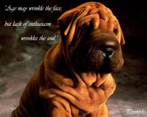 ... The Face But Lack Of Enthusiasm Wrinkles The Soul - Animal Quote