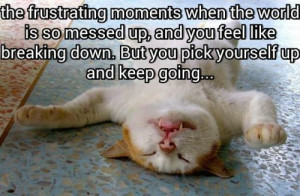 funny #frustration #world #fallingdown #frustrating #cat #tabby # ...