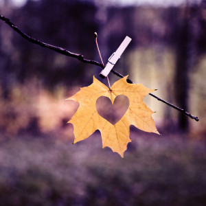 love autumn ( flickr )