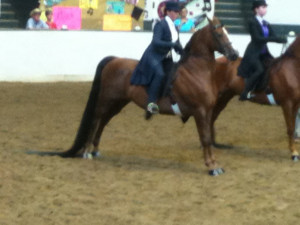 Wallpapers The 10 Most Beautiful Pictures Of Morgan Horses Horse3