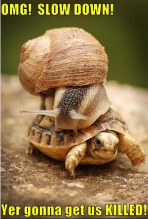 tags snail snails turtle turtles animal animals cute images