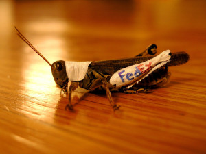 Funny insect