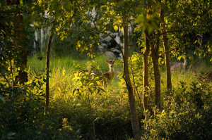 National Park in Sundarbans Delta - Wildlife Reserve Centre West ...