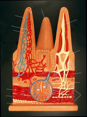 small intestine model labeled