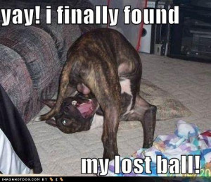 Funny dog photo with caption I found my ball