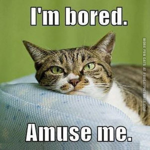 funny-cat-pics-im-bored-amuse-me