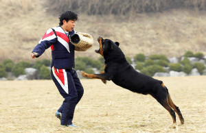 rottweiler dog angry top images hd wallpapers rottweiler dog cool