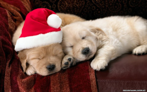 HD Wallpapers » 1680x1050 » Christmas » cute-christmas-puppies ...