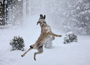 dog enjoying the snow