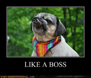 Funny Dog Like A Boss