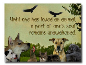 Animal Lover Photography 8x10 photo collage text quote dogs cat birds ...