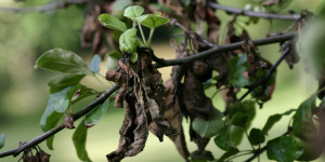 Fire Blight Affecting Fruit Trees & Shrubbery in Front Range