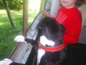 Pitbull Dog Sad Quotes American pit bull terrier