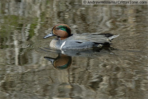 Green Wing Teal Flying