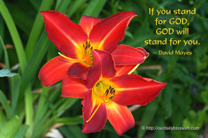 Tiger Quotes And Sayings Flower: red tiger lily