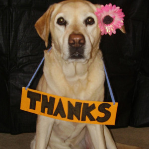 Thank You Funny Animal Pictures Funny animal t... thank you