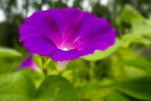 In studying flowers at a young age I found out the morning Glories ...
