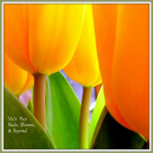 Tulips from the store waiting for spring. According to Vic, “it’s ...