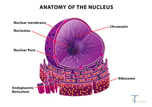 cell nucleus diagram