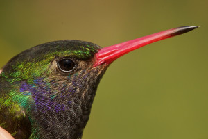 ... ). Photo from The Roger Tory Peterson Institute of Natural History