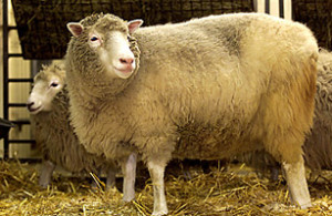 Dolly The Cloned Sheep