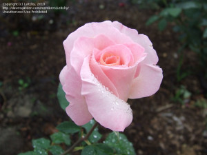 PlantFiles Pictures Hybrid Tea Rose 39 Michele Meilland 39 Rosa 2 by