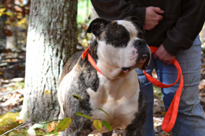 ... Bubba is around132 pounds and 27 inches tall. He is a half brother to