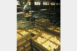 Nazi party who are birds