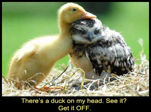 There’s a duck on my head. See it? Get it off!