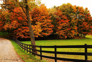 Autumn Nature HD Wallpaper