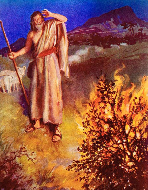 High of the beholder? Moses and the burning bush. The acacia tree ...