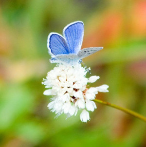 Spring Azure Butterfly in the fall