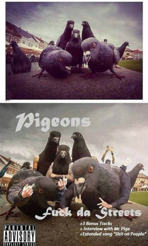 funny pigeons album street
